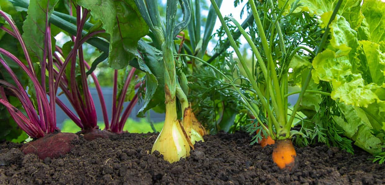 4. Garden to Plate: Māra (Garden) Workshop Four: Companion Planting & Planting by the Moon