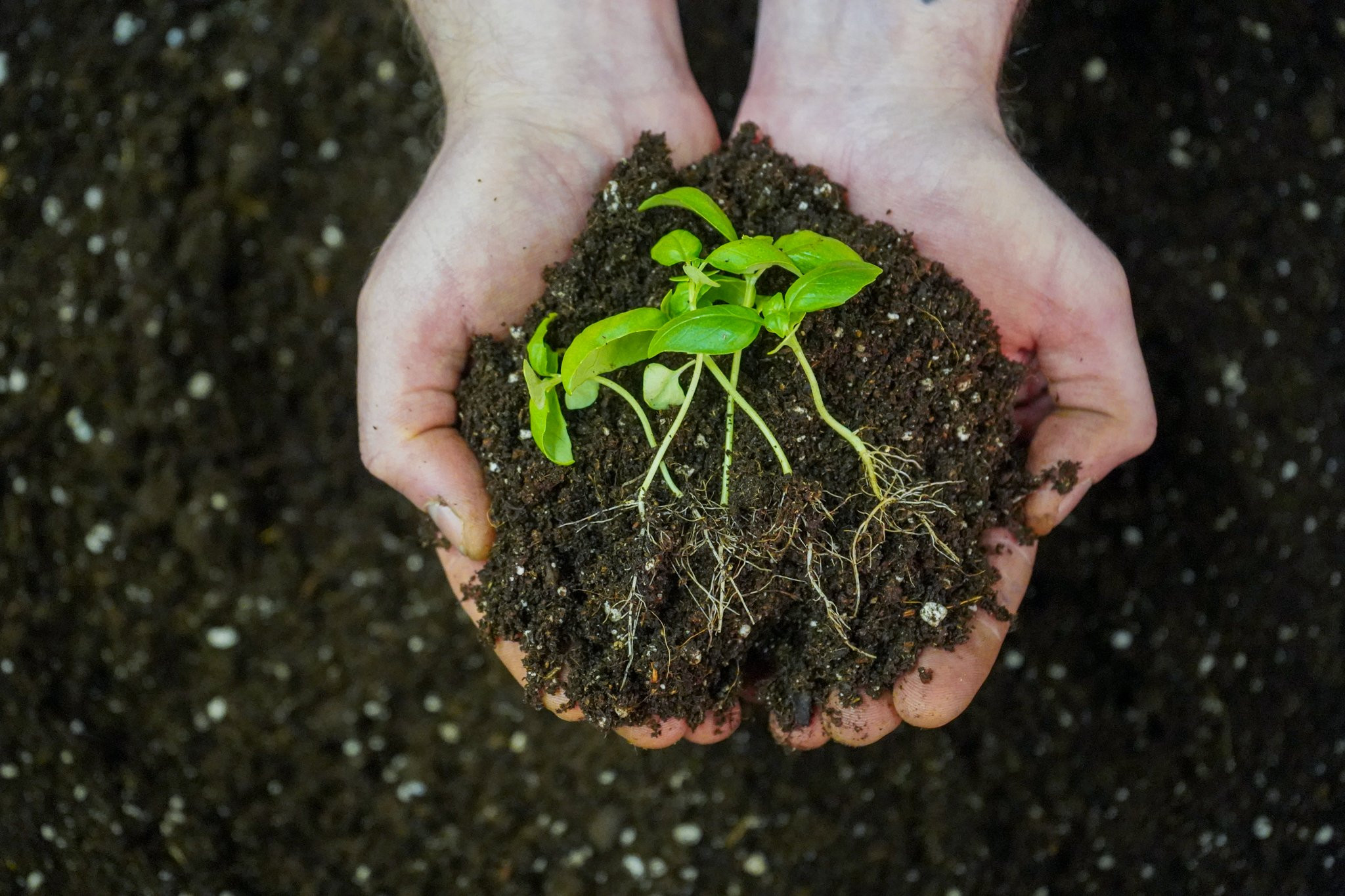 3. Garden to Plate: Māra (Garden) Workshop Three: Seeds, Seedlings and Propagation