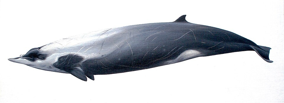 U3A Alexandra Series 4 - Session 2 - Spade Toothed Whale