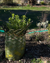 Make Your Own Harakeke Plant Guard